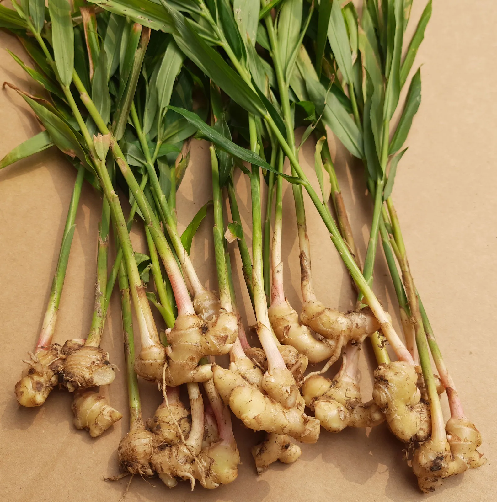 Ginger root